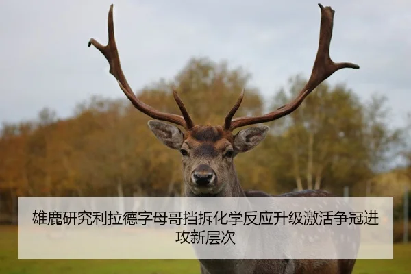 雄鹿研究利拉德字母哥挡拆化学反应升级激活争冠进攻新层次